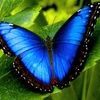19bfly